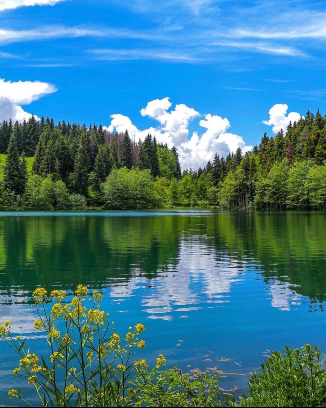 Black Forest Hotel Savsat Екстер'єр фото