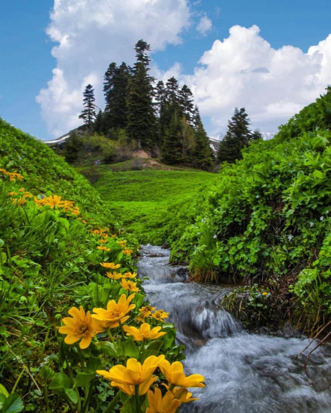 Black Forest Hotel Savsat Екстер'єр фото